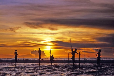 Stilt fishermen in Sri Lanka