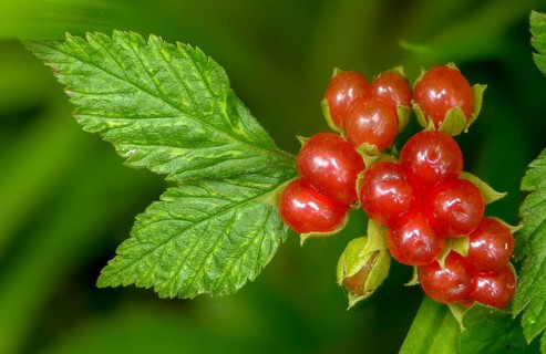 Rosaceae, rose family, rubus saxatilis, stone blackberry, flora, plants, plants, stone bramble
