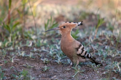 Brandenburg, Germany, Hoopoe, Nabu, national natural heritage, Grünhaus natural paradise, upupa