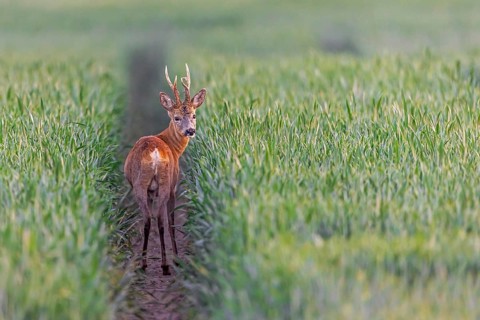 European roe deer (Capreolus capreolus) adult buck, male foraging in wheat field in spring