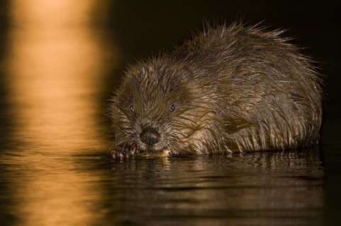 Animals, Mammals, European beaver at night, beaver dam, (Castor fiber), the Isar, Munich, Bavaria,