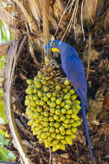 Hyacinth Macaw (Anodorhynchus hyacinthinus) Pantanal Brazil