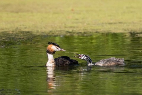 A great crested grebe (Podiceps cristatus) interacts with its chick on a tranquil lake in Hesse,