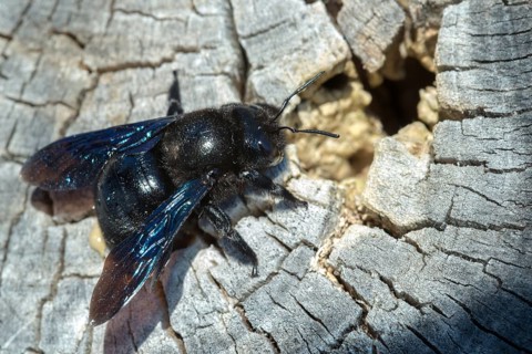 Apidae, bees, blue wood bee, large wood bee, hymenoptera, violet-winged wood bee, xylocopa