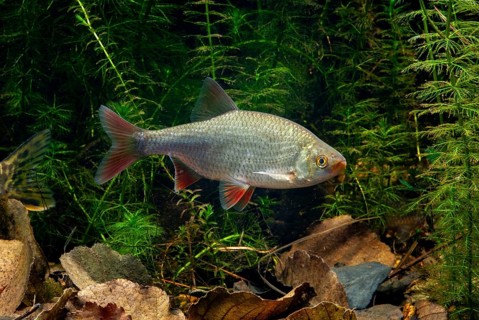Red lead, rudd, rubella, scardinius erythrophthalmus, fake roach, fish, fishes, pisces