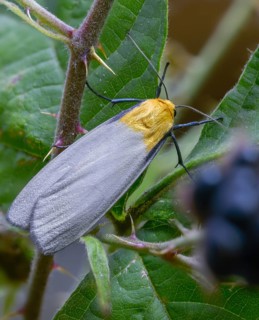 Four-spotted footman, large lichen bear, lithosia quadra, oeonistis quadra, four-spotted lichen