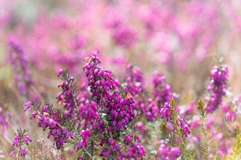 Common heather (Calluna vulgaris), ling, or simply heather during blooming, selective focus,