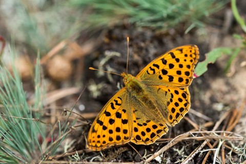 Argynnis Lathonia, Issoria Lathonia, Little Mother of Pearl Butterfly, Queen of Spain Fritillary,