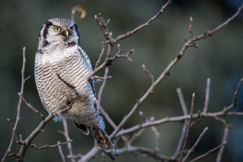 Hawk owl, sparrow owl, surnia ulula, birds, owls, northern hawk owl, owls, strigiformes, birds