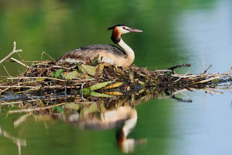 Great Crested Grebe (Podiceps Scalloped ribbonfish) sitting on its nest, North Rhine-Westphalia,