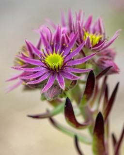 Mountain houseleek (Sempervivum montanum), Heiligenblut, Carinthia, Austria