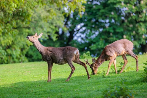 A female and a male roe deer (Capreolus capreolus) walk across a green meadow dotted with nettle