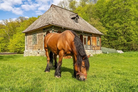 Horse grazing in the meadow in front of and traditional building in the ASTRA Museum of Traditional
