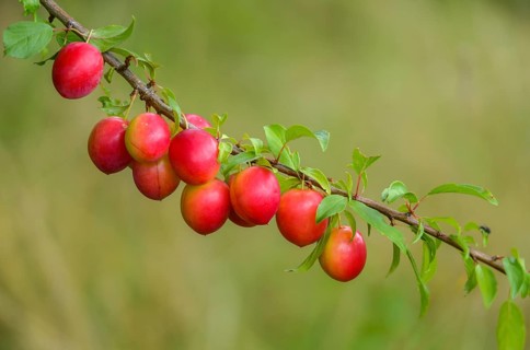 Yellow plum, mirabelle, Prunus domestica subsp. syriaca, rosaceae, rose family, flora, plants