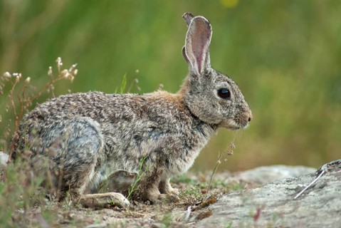 European rabbit, hare-like, rabbit, oryctolagus cuniculus, wild rabbit, Extremadura, mammals,