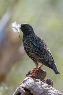Star, Starling, Sturnus Vulgaris, Birds, Feather, High Size, Portrait, Nest Building, Nest