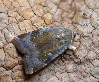 Species complex, ribbon owl, ribbon owl spec., Noctua Janthe/Janthina, insects, moths, moths,