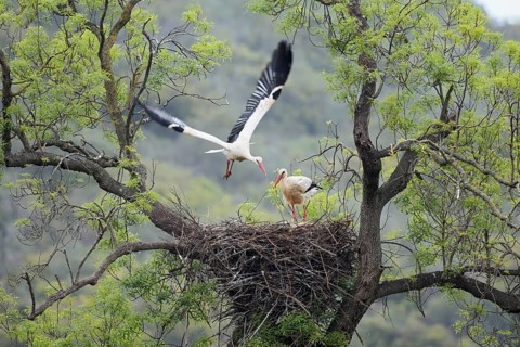 White stork (Ciconia ciconia), pair on the nest in a tree, Algarve, Portugal