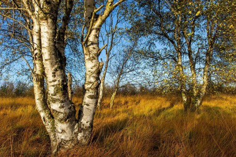 An autumnal birch (Betula) in the moorland, Goldenstedt, Lower Saxony, Germany
