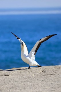 Cape Gannet (Morus capensis), adult, taking flight, flying off, taking off, on land, coast, beach,