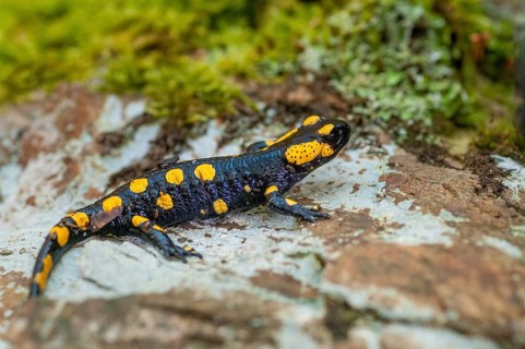 Fire salamanders, fire salamanders, salamandra salamandra, amphibians, amphibians, caudata,