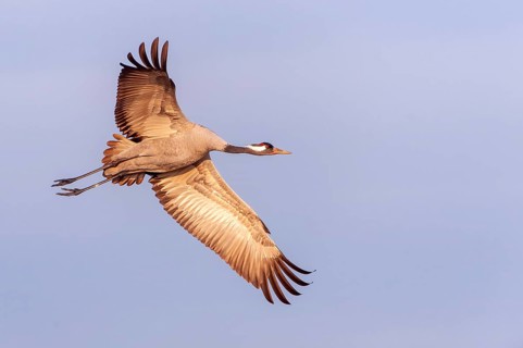 A crane (Grus grus) in flight, Fågelsjö, Gävleborg County, Sweden