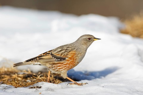 Alpine Accentor (Prunella collaris), Valais, Switzerland