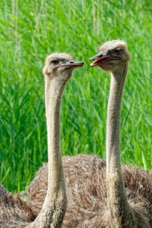 South African ostrich (Struthio camelus australis), female, bird, in captivity, found in savannahs,
