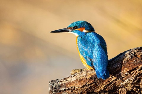 Kingfisher (Alcedo atthis) ml Germany