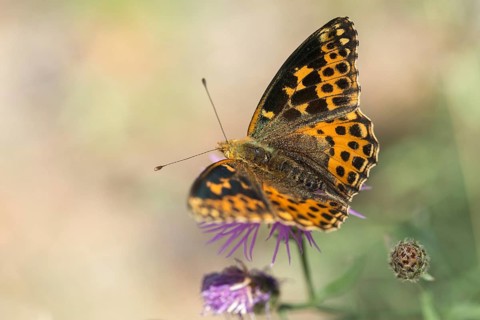 Aberration, argynnis lathonia, issoria lathonia, small mother-of-pearl butterfly, queen of Spain
