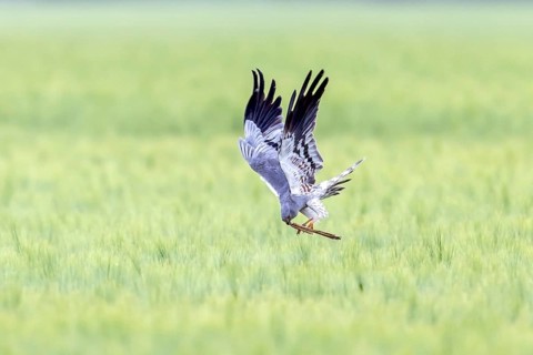 Montagu's harrier (Circus pygargus) adult male bringing reed stem in beak as nesting material for