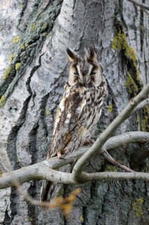 Animals, birds, owl, owls, a long-eared owl (Asio otus) perched on a tree trunk, well camouflaged,