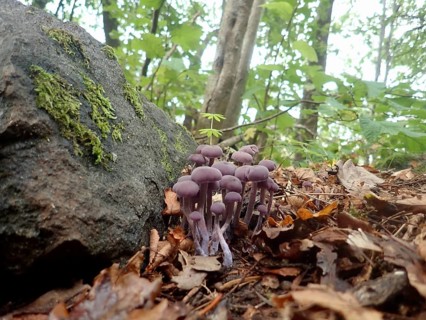 Purple mushrooms, the Amethyst Deceiver (Laccaria amethystina), growing in a wooded area next to a