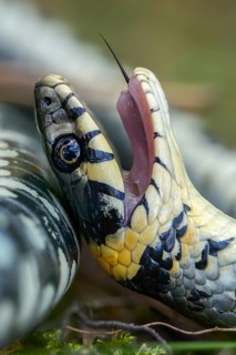 Grass snake, Natrix Natrix, grass snake, startle, thanatosis, death reflex, apparent death, high