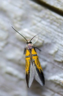 Brown-tip tubic, oak bark rotwood moth, orange-silver broad-winged moth, Schiffermülleria