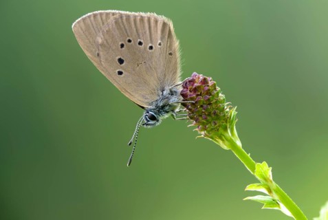 Ant blue, dark meadowbutton ant blue, dusky large blue, glaucopsyche nausithous, maculinea