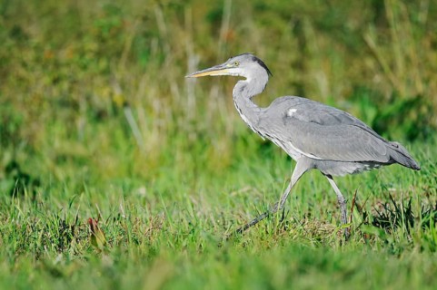 Grey heron (Ardea cinerea) in a meadow, North Rhine-Westphalia, Germany