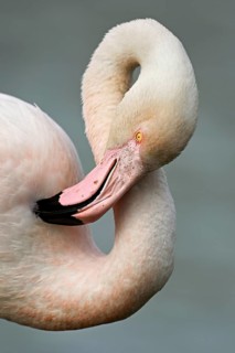 Pink flamingo (Phoenicopterus roseus), preening its feathers, Camargue Regional Nature Park,
