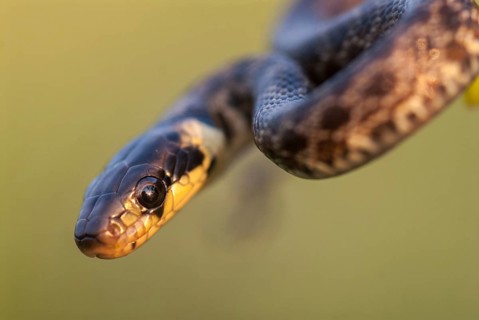 Aesculapian snake, Elaphe longissima, Zamenis longissimus, Bulgaria, critters, FFH, adolescent,
