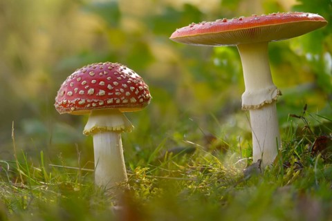 Amanita muscaria, toadstool, red toadstool, bullets, fly agaric, fly amanita, fungi, fungi,