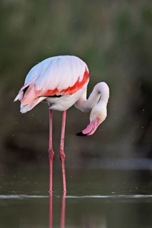 A greater flamingo (Phoenicopterus roseus), standing in the water, Camargue Regional Nature Park,
