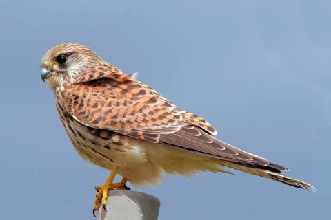Animals, birds, birds of prey, falcons, kestrels, falcon, Common Kestrel, (Falco tinnunculus),