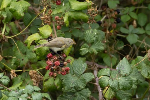 Common chiffchaff (Phylloscopus collybita) adult bird on blackberries fruit in a hedgerow in
