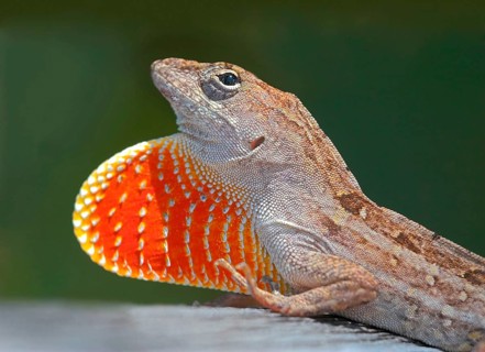Animals, lizards, iguana, lizard, anole (Anolis equestris), Florida, Florida, United States