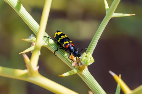 Zigzag Blister Beetle (Hycleus zigzagus), Namib Desert, Namib Naukluft Park, Namibia