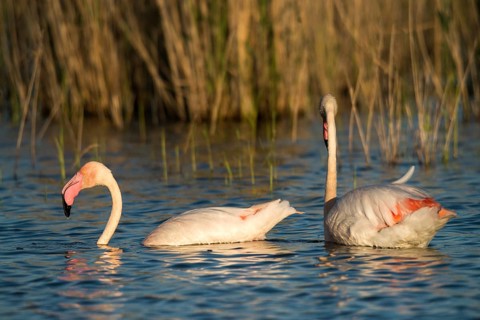 Afro-Asian Greater Flamingo, Eurasian Flamingo, European Flamingo, Granelli, Greater Flamingo,