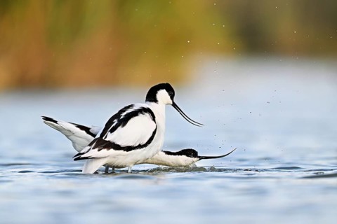 Avocet (Recurvirostra avosetta), a pair mating in shallow water, Camargue Regional Nature Park,