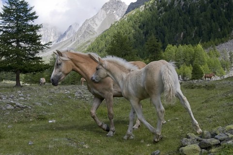 Animals, mammals, horse, horse, ungulate, Haflinger horse with foal, mare, Pfoss Valley, South