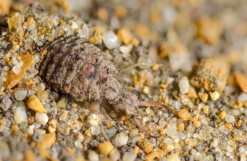 Ant maids, ant lion, Euroleon nostras, spotted winged ant maid, Myrmeleontidae, Neuroptera, Suffolk