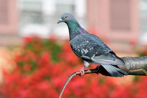 A rock pigeon (Columba livia f. domestica) perched on a gargoyle by a fountain, Ribeauville,
